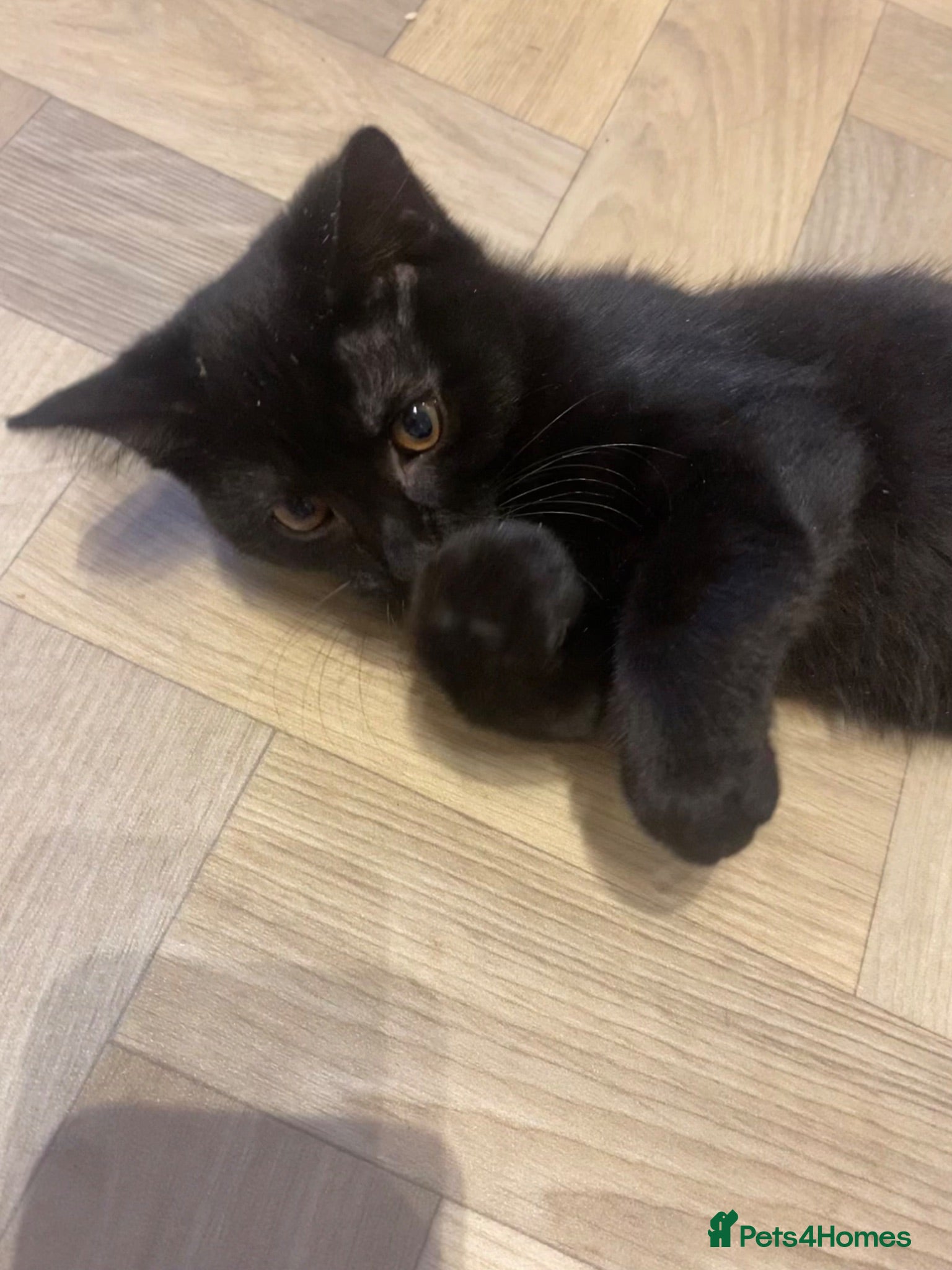 British Shorthair cats British short hair mix - Advert 1