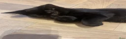 British Shorthair cats for sale: British short hair mix in Wellingborough - Advert 1