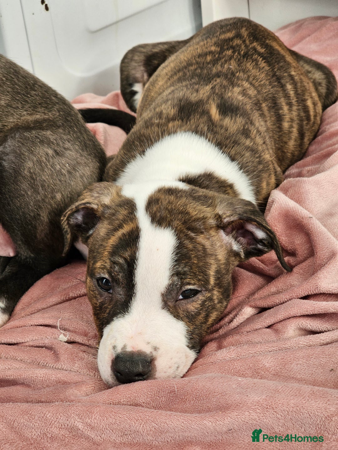 Staffordshire Bull Terrier dogs for sale: Staffordshire bull terrier puppy  - Image 14