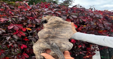 Presa Canario dogs - Advert 5