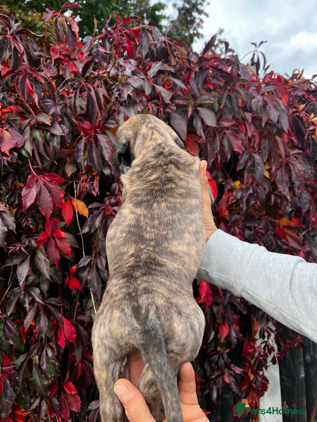 Presa Canario dogs for sale: 🏆UKC Pedigree Champion blood Presa Canario pups🏆 - Image 3