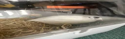 Quail poultry for sale: White Coturnix Quail Male in Tetbury - Advert 2