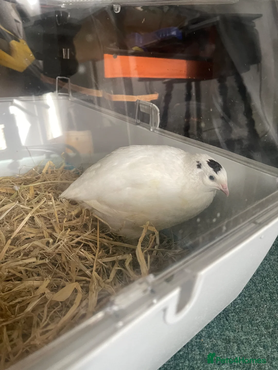 Quail poultry for sale: White Coturnix Quail Male in Tetbury - Advert 2
