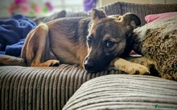 Mixed Breed dogs for adoption: Polo  - Image 3