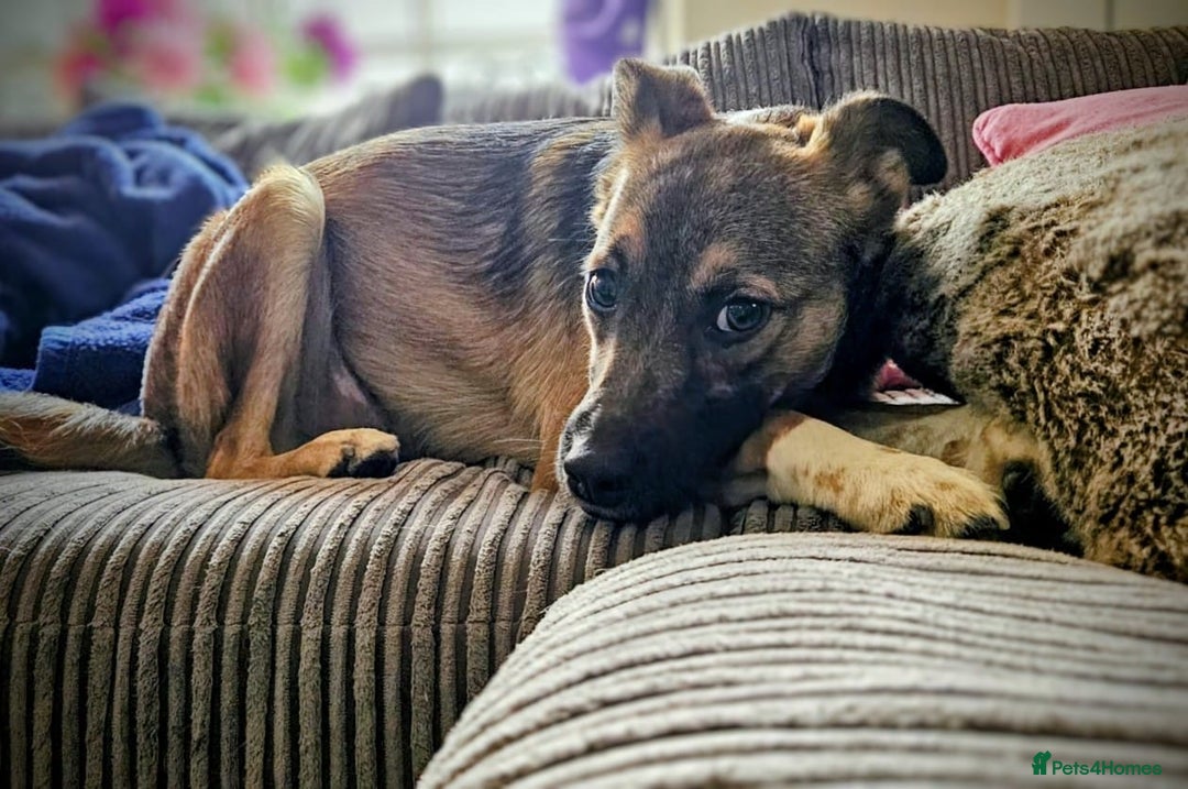 Mixed Breed dogs for adoption: Polo  - Image 3