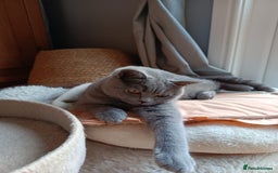 British Shorthair cats for sale: Blue British shorthairs kittens with GCCFpedigree - Image 17