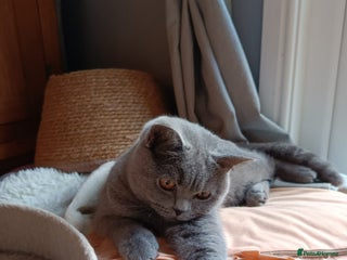 British Shorthair cats Blue British shorthairs kittens with GCCFpedigree - Advert 10