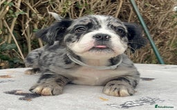 Olde English Bulldogge dogs for sale: MAMMUT OLDE ENGLISH BULLDOGS HEALTH TESTED  - Image 2