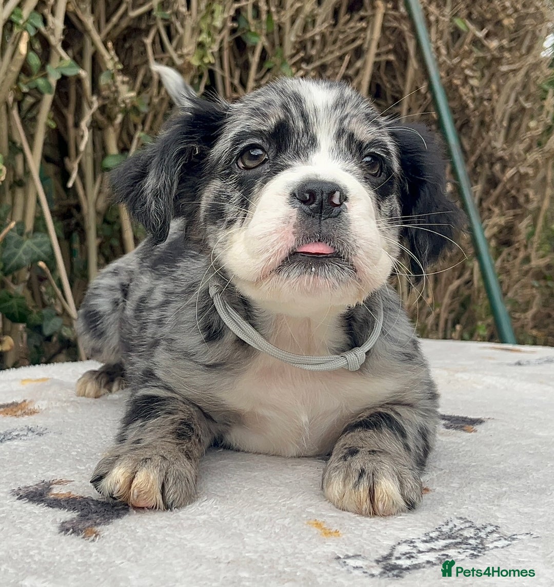 Olde English Bulldogge dogs for sale: MAMMUT OLDE ENGLISH BULLDOGS HEALTH TESTED  - Image 2