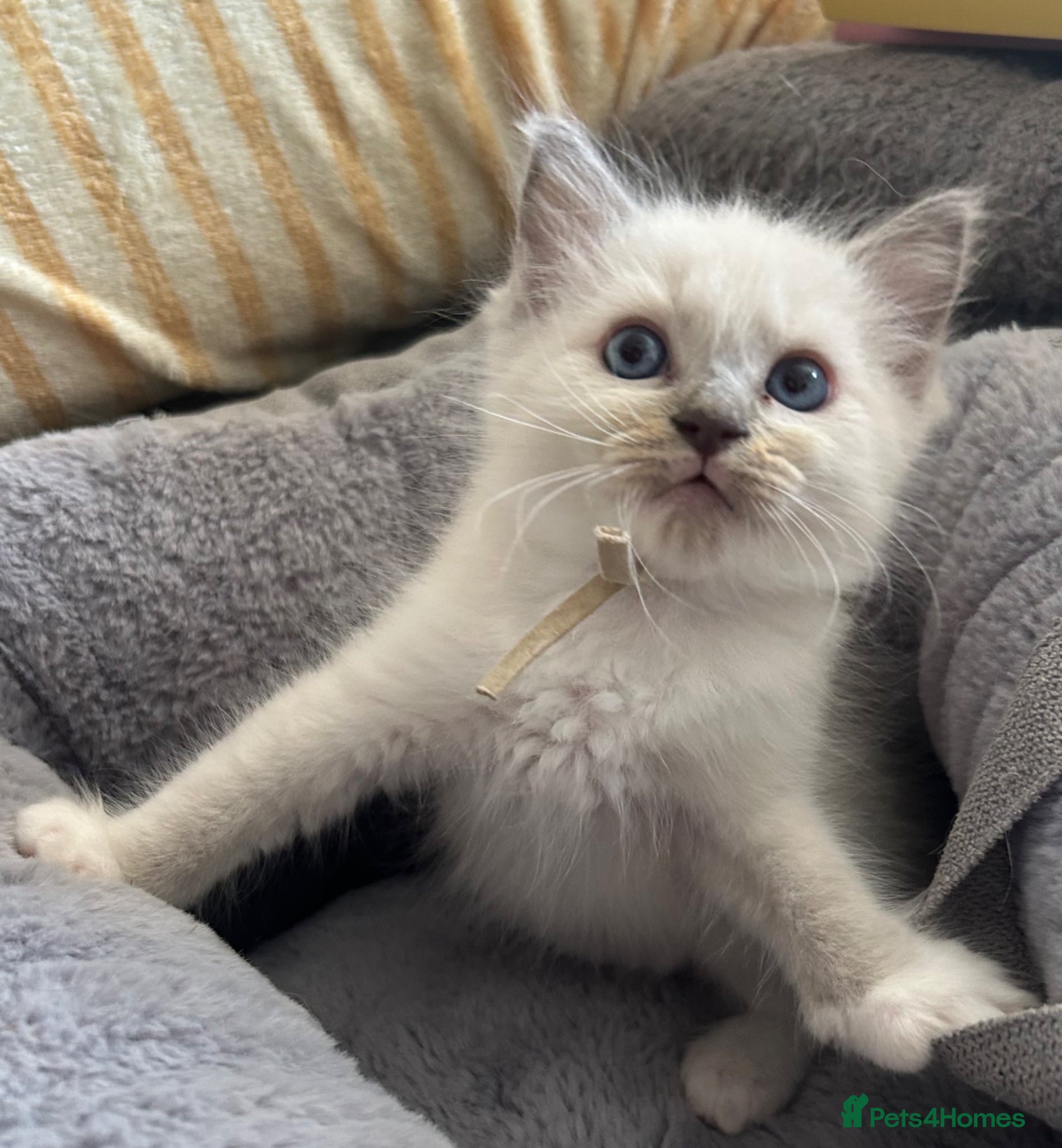 Ragdoll cats 😻 NEW KITTEN RAGDOLL BOYS ON THE BLOCK 😻 - Advert 3