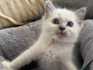 Ragdoll cats 😻 NEW KITTEN RAGDOLL BOYS ON THE BLOCK 😻 - Advert 3