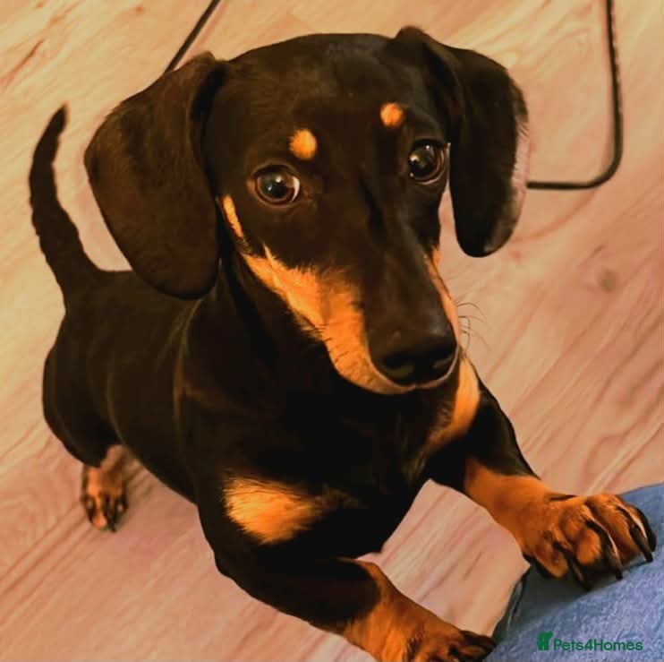 Miniature Dachshund dogs 3 year old miniature dachshund  - Advert 1