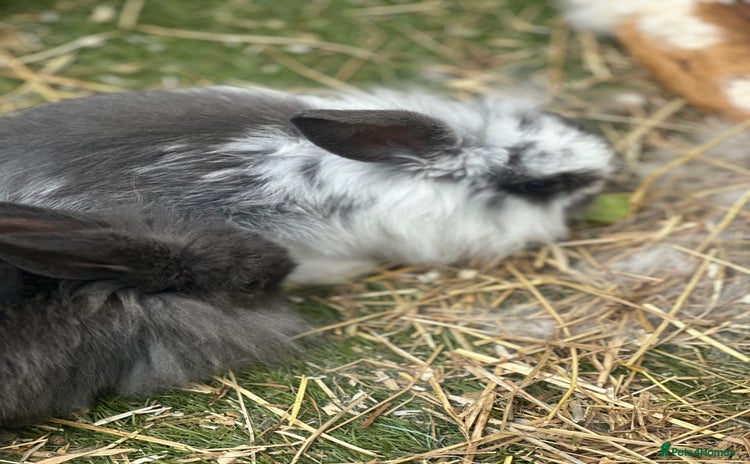 Mini Lion Lop rabbits - Advert 1
