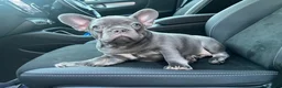 French Bulldog dogs for sale: Ready to go! Top quality French bulldogs  - Advert 10