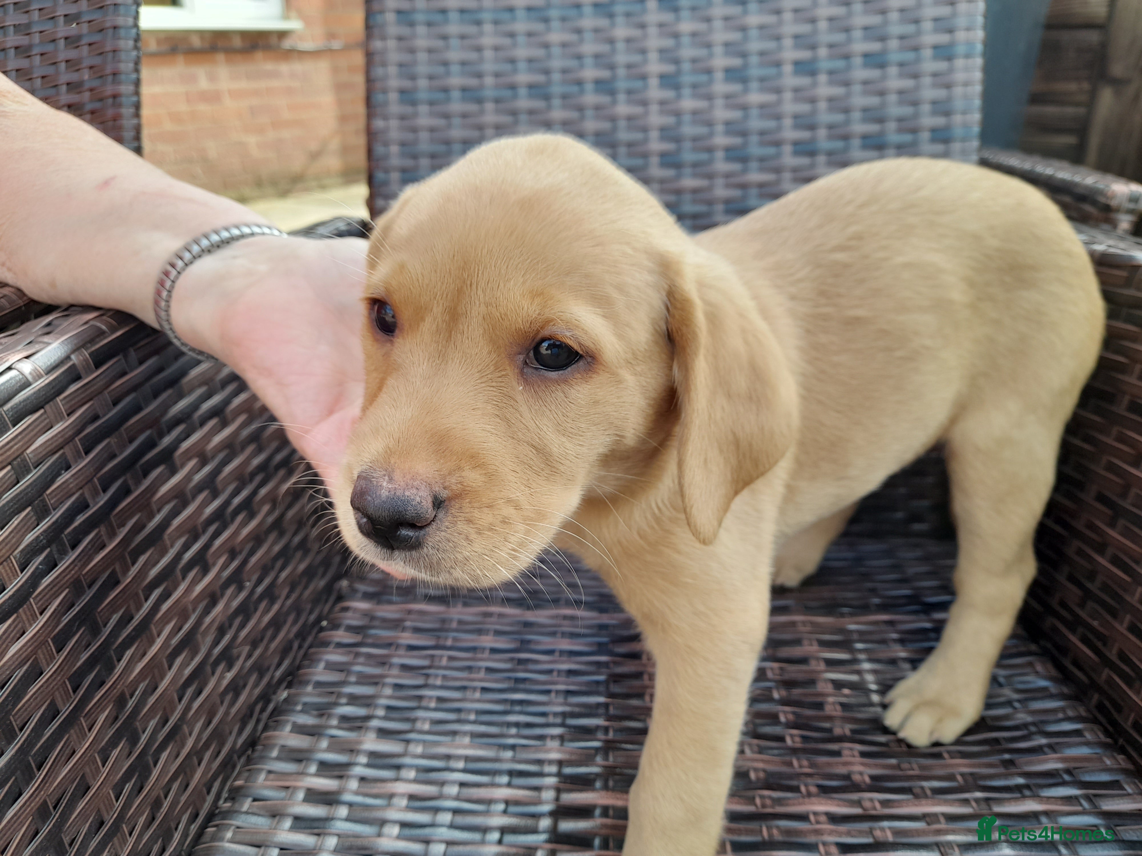 Labrador Retriever dogs for sale: Fox Red Labrador Puppies ready 05.06.26 - Advert 4
