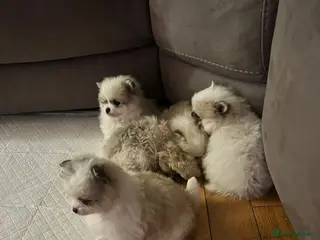 Pomeranian dogs TINY Gorgeous KC Pomeranians Pups - Advert 8