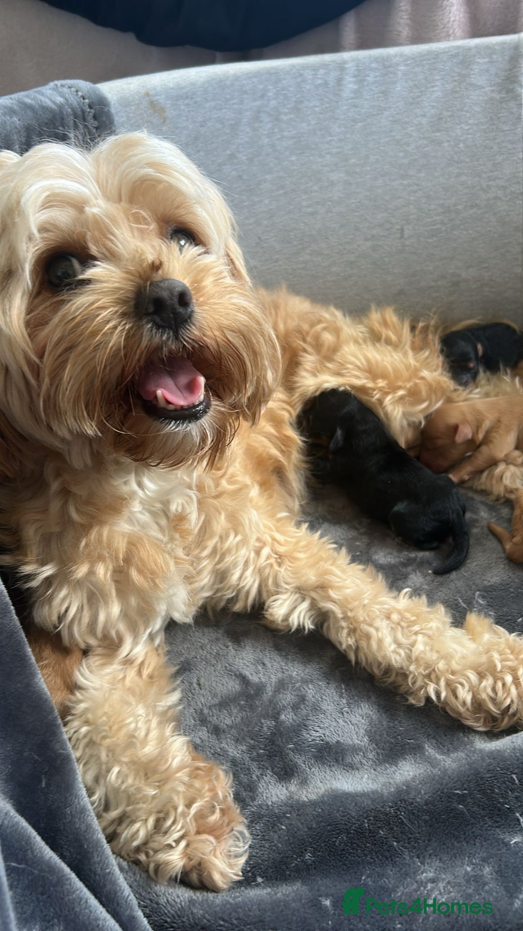 Cavapoo dogs for sale: 2 gorgeous boys looking for there forever home🩵  - Image 4