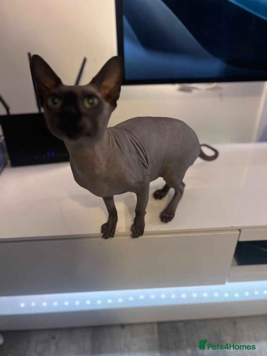 Sphynx cats for sale: Rehoming my boy Slinky - Advert 2