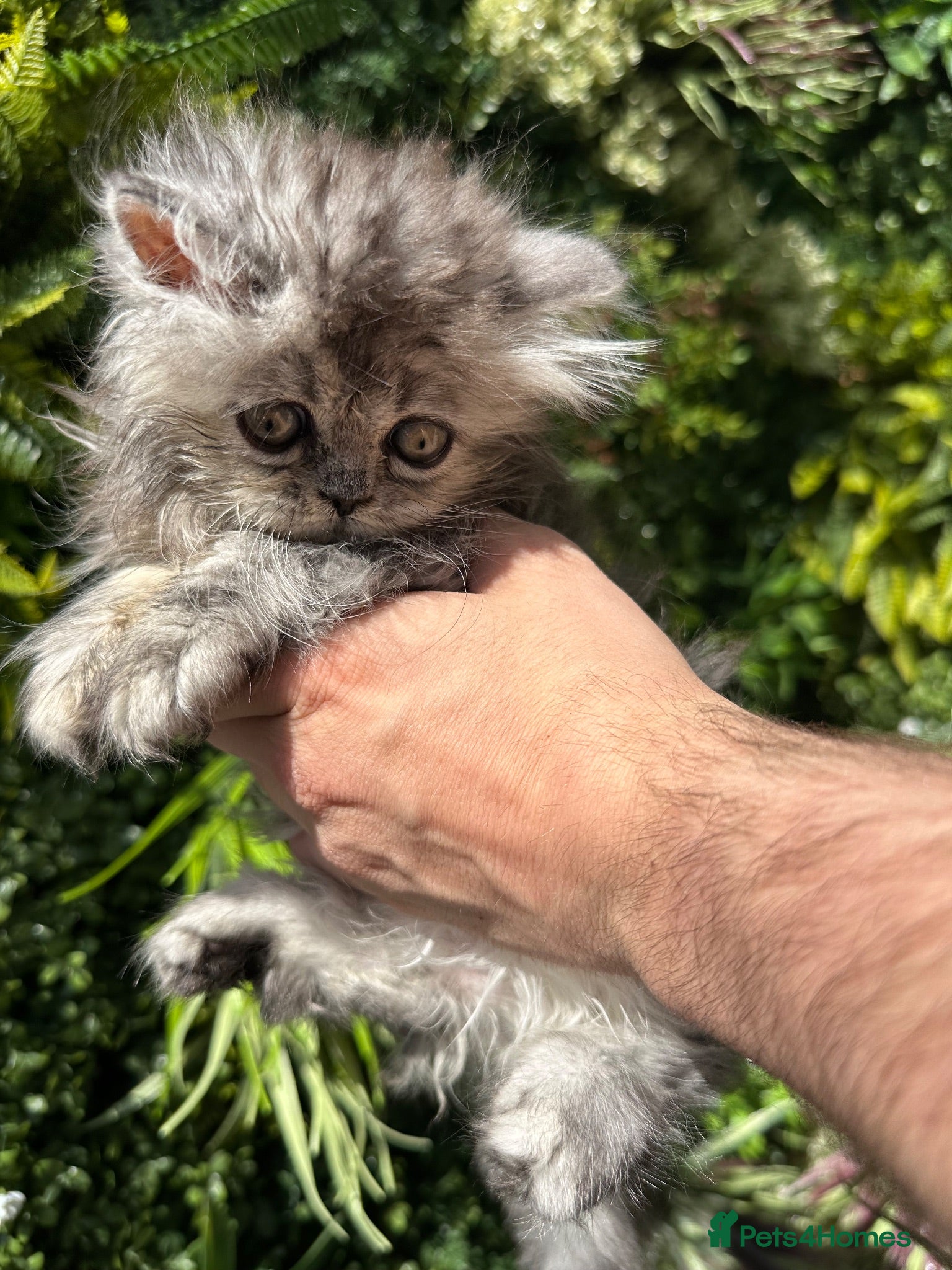 Persian cats Gorgeous Persian/chinchilla Persian Kittens - Advert 1