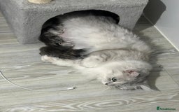 Persian cats for sale: Sliver Persian - Image 5