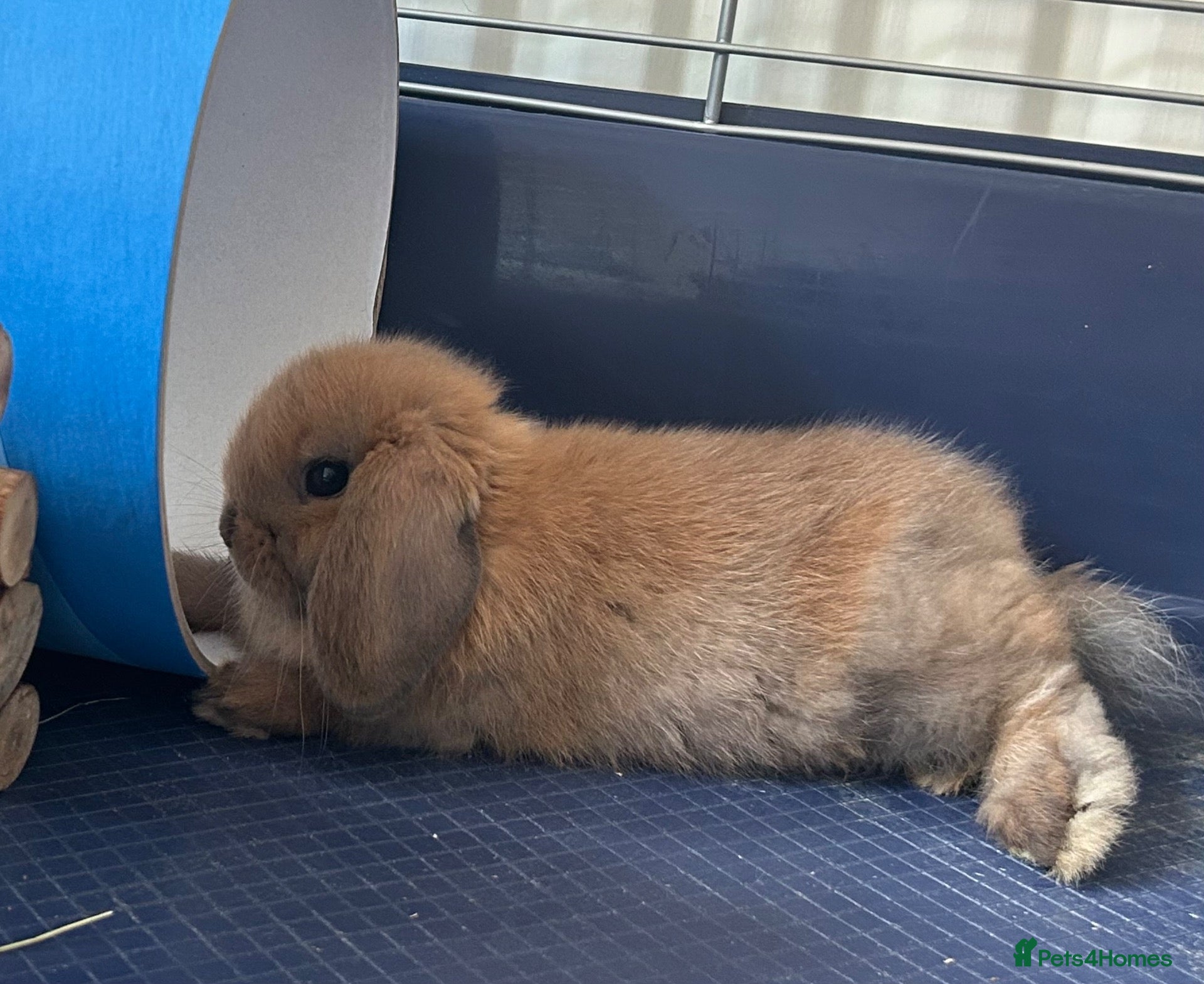 Mini Lop rabbits Male mini lop - Advert 1
