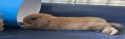 Mini Lop rabbits for sale: Male mini lop - Advert 1