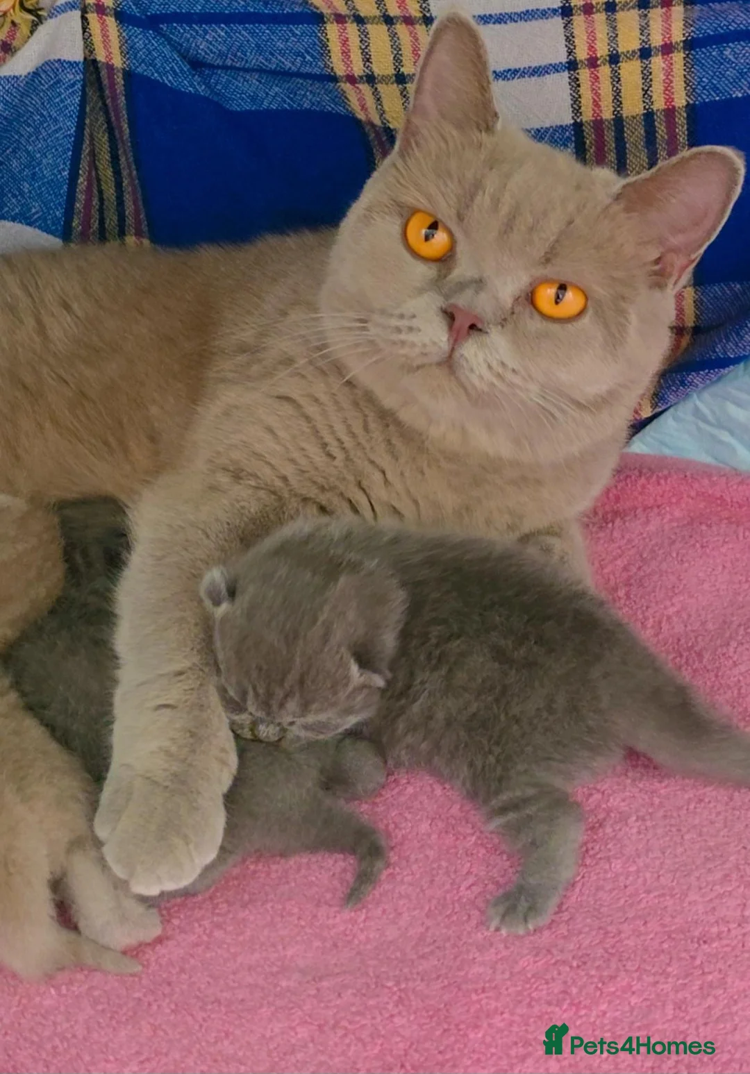 British Shorthair cats for sale: British Shorthair Kittens | Champion Lines - Advert 2