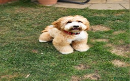 Australian Labradoodle dogs for stud: HIP 0/0 ELBOW 0/0! 100% AUSTRALIAN LABRADOODLE - Image 5