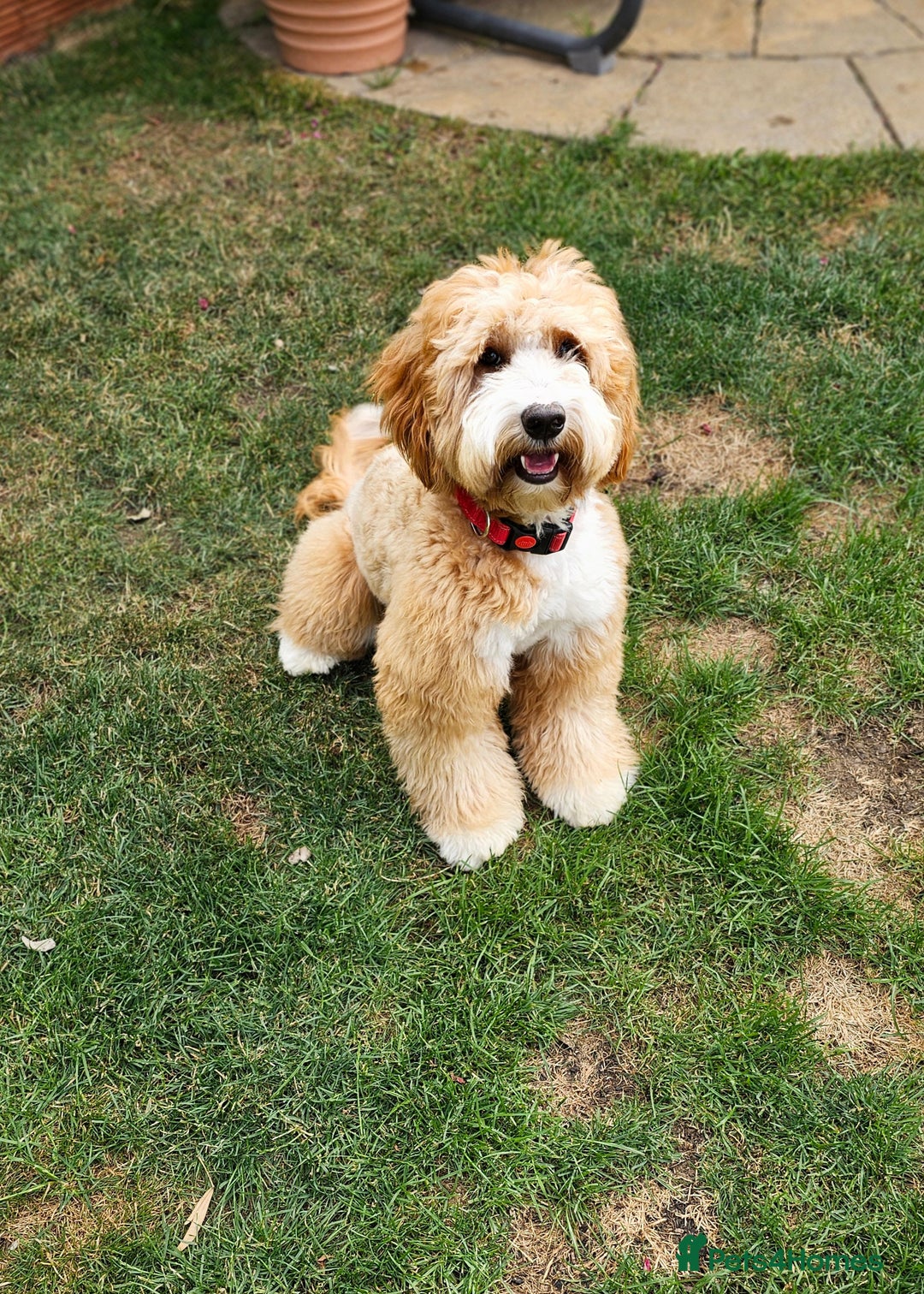 Australian Labradoodle dogs for stud: HIP 0/0 ELBOW 0/0! 100% AUSTRALIAN LABRADOODLE - Image 5