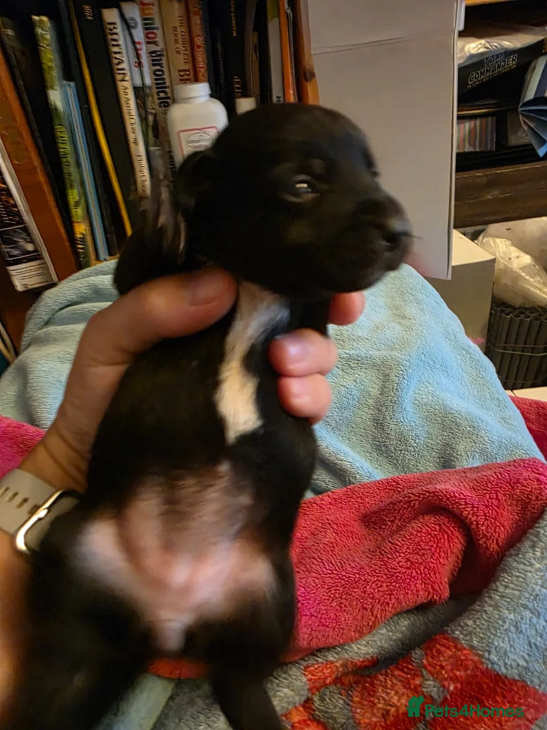 Jack Russell dogs for stud: Rusty stunning Jack Russell available for Stud in Sheffield - Advert 7