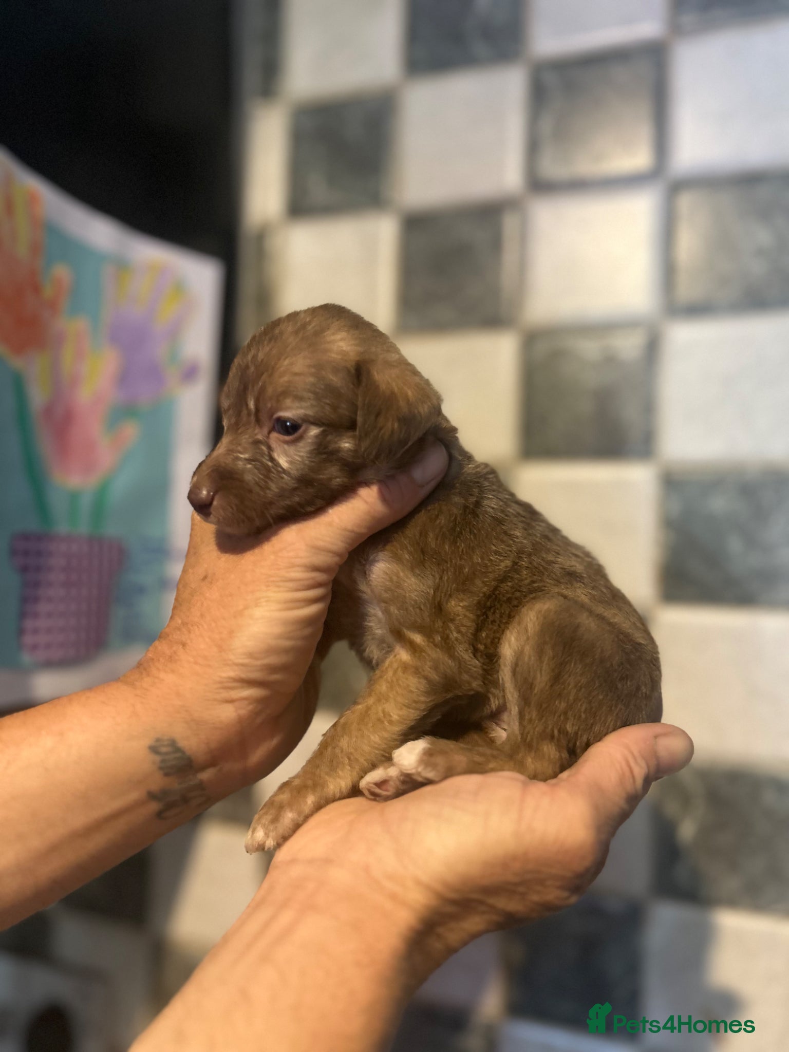 Mixed Breed dogs for sale: 11 gorgeous bedlington whippet pups  - Advert 8