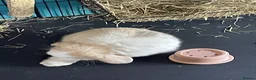Mini Lop rabbits for sale: Beautiful mini lop babies - Advert 6
