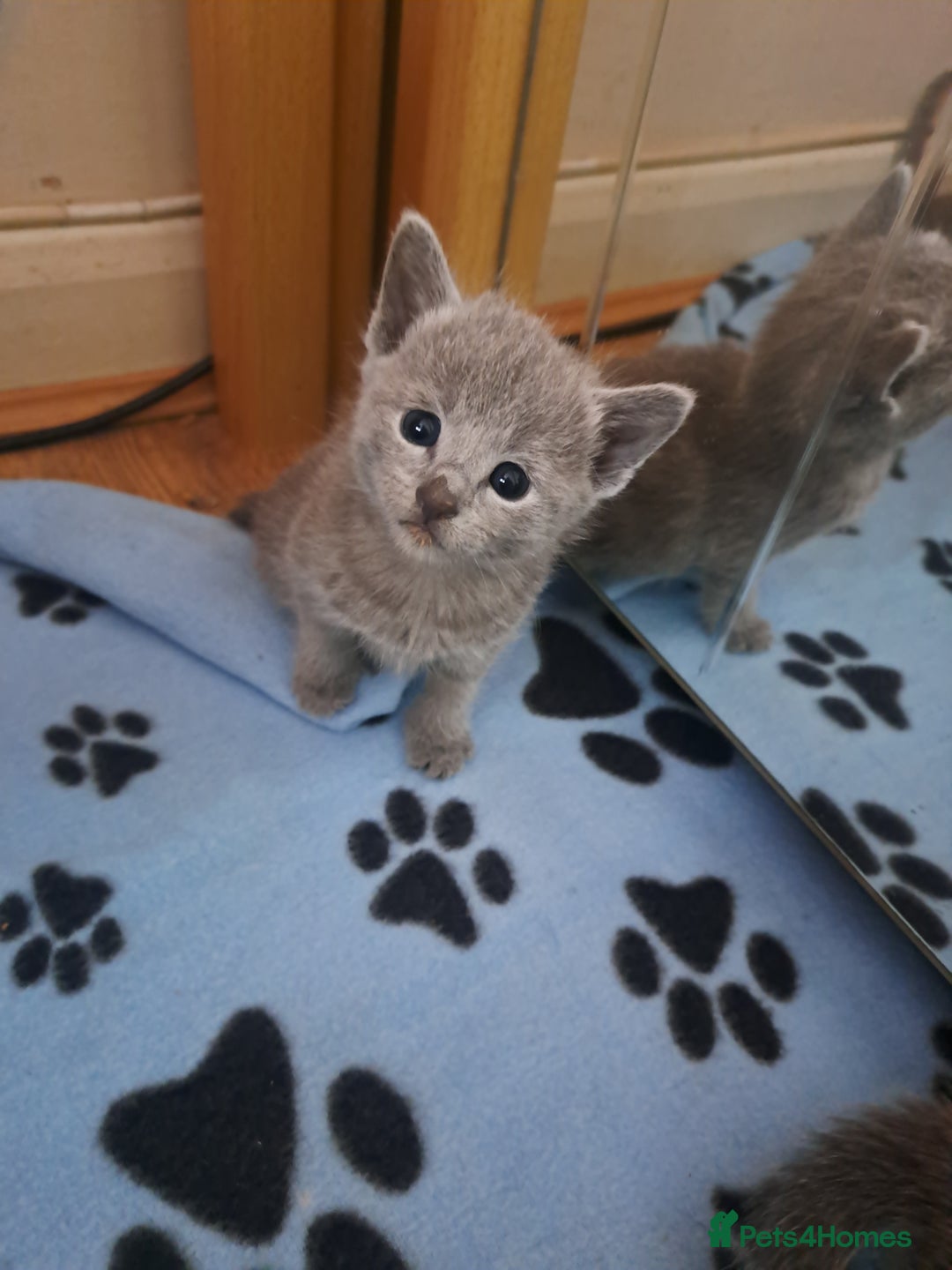 Russian Blue cats for sale: TICA Russian Blue Kittens Pedigree in Derby - Image 5