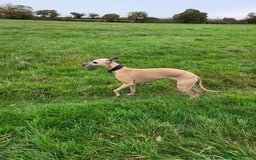 Whippet dogs for sale: 8 KC gorgeous pups, 4 boys & 4 girls. - Image 24