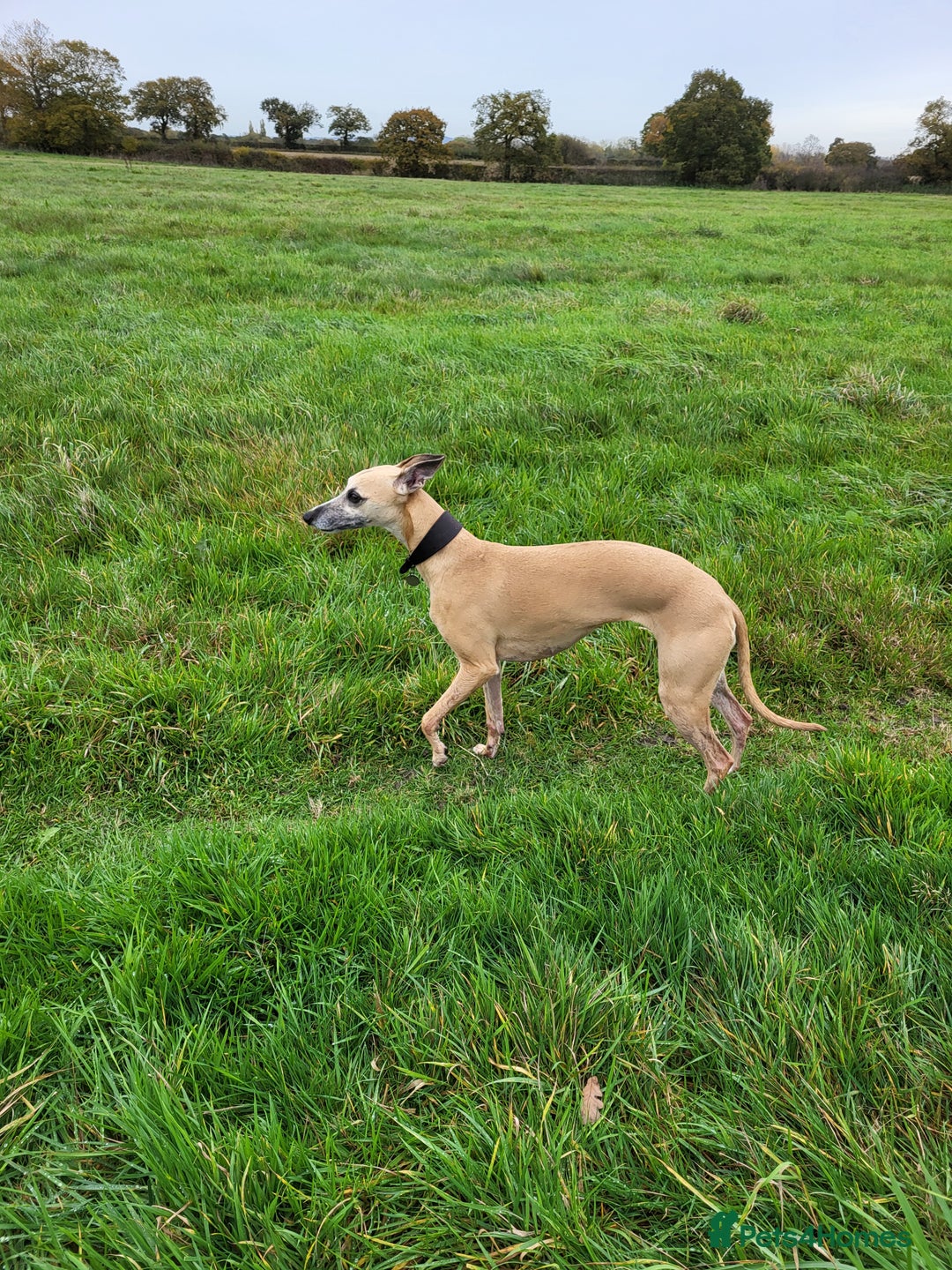 Whippet dogs for sale: 8 KC gorgeous pups, 4 boys & 4 girls. - Image 24