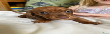 Miniature Dachshund sonic