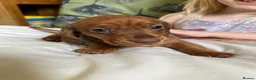 Miniature Dachshund dogs for sale: 4 beautiful miniature daushunds for sale - Advert 3