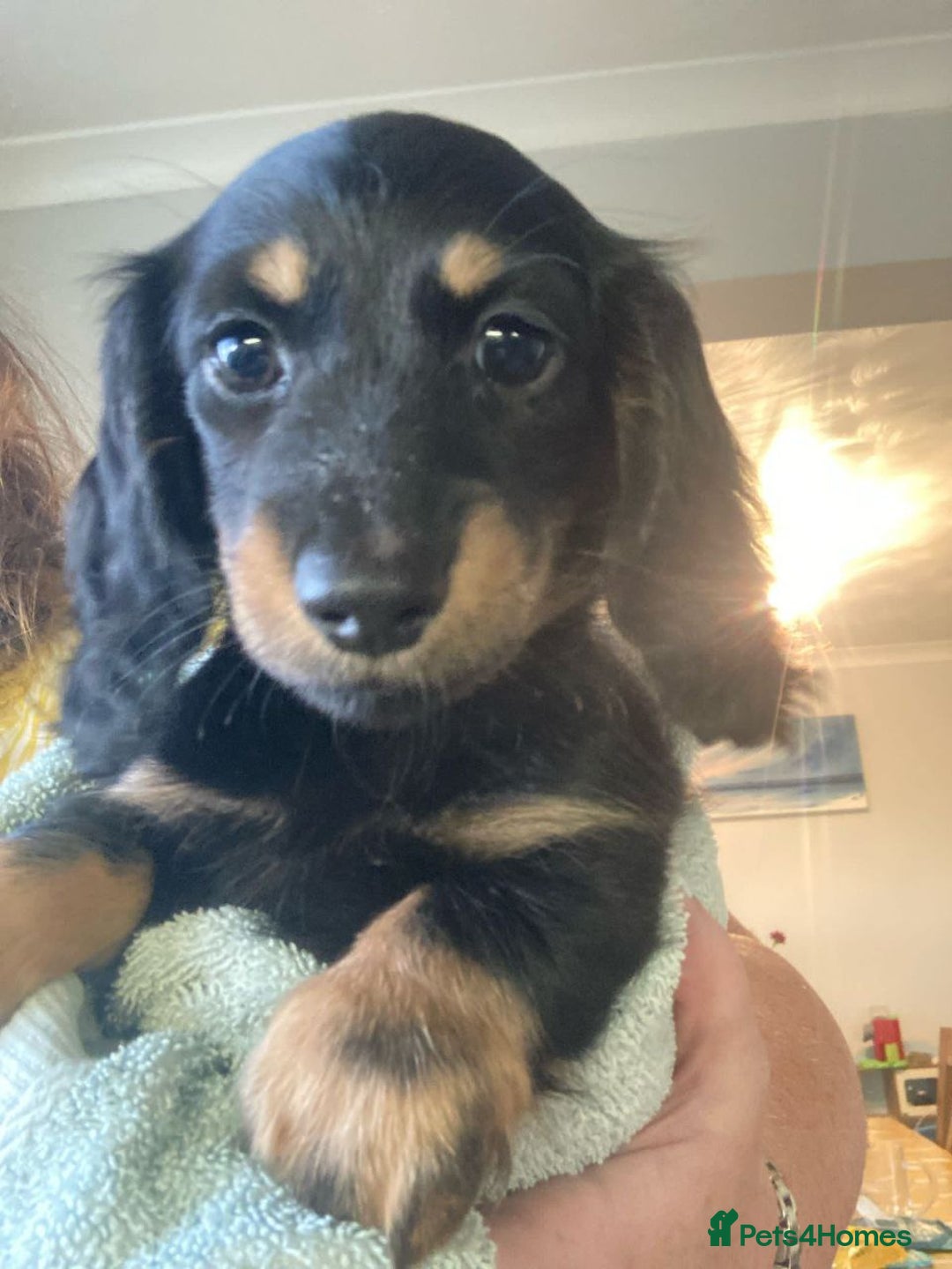 Miniature Dachshund dogs for sale: Adorable Longhaired Miniature Dachshund Puppies - Image 5