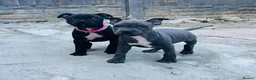 Staffordshire Bull Terrier dogs for sale: Staffordshire bull terrier puppies - Advert 1