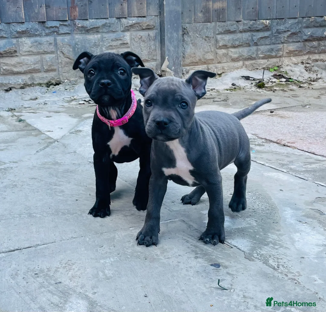 Staffordshire Bull Terrier dogs for sale: Staffordshire bull terrier puppies - Advert 1