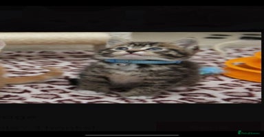 Mixed Breed cats - Advert 6