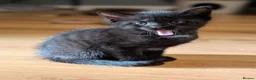 Russian Blue cats for sale: Russian blue kittens for sale.  - Advert 1