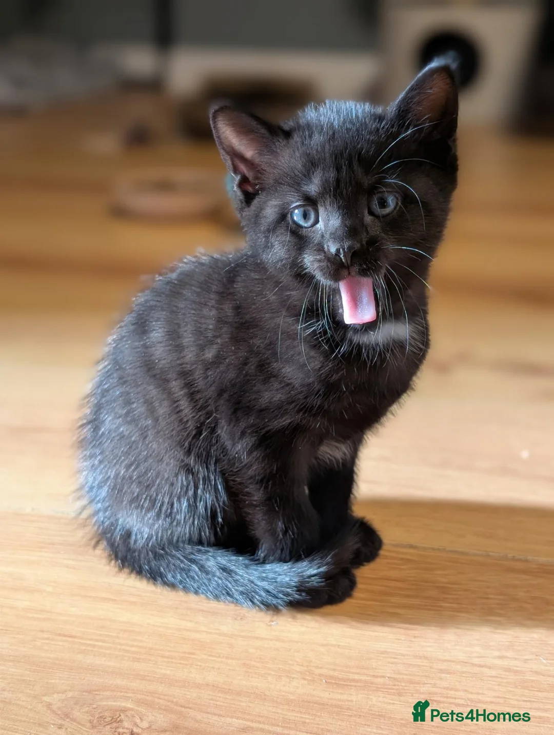 Russian Blue cats for sale: Russian blue kittens for sale.  - Advert 1