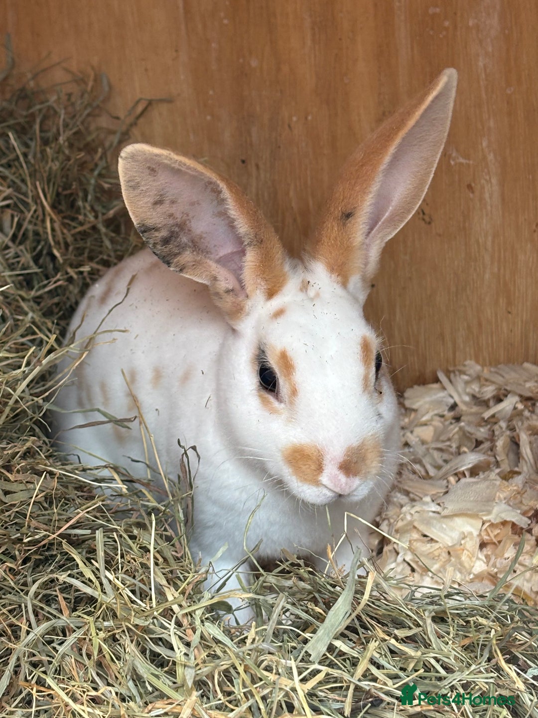 Rex rabbits for sale: Standard and mini Rex  - Image 8