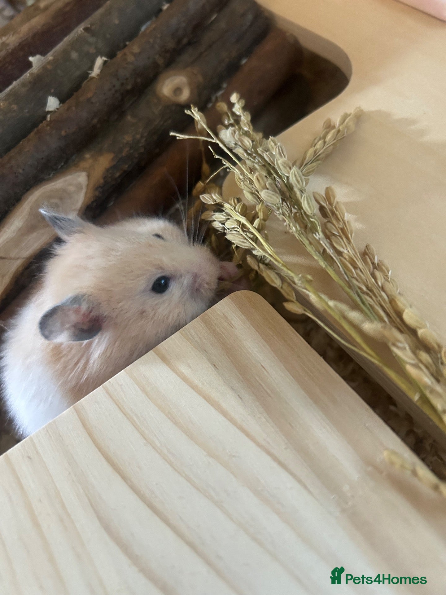 Hamster rodents Female Syrian hamster and cage  - Advert 14