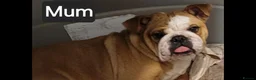 English Bulldog dogs for sale: Kc registered English Bulldog 4 years old  - Advert 4