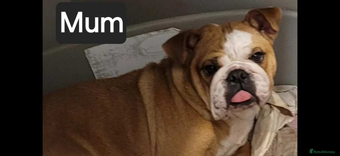English Bulldog dogs for sale: Kc registered English Bulldog 4 years old  - Advert 4