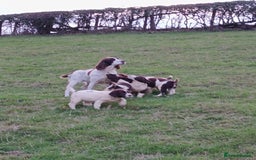 English Springer Spaniel dogs for sale: Springer spaniel pups  - Image 2