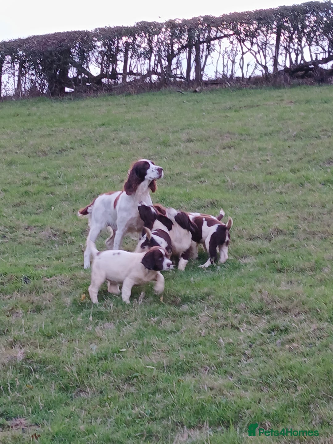 English Springer Spaniel dogs for sale: Springer spaniel pups  - Image 2