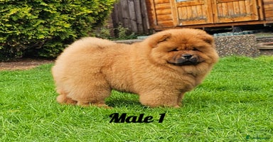 Chow Chow dogs - Advert 2